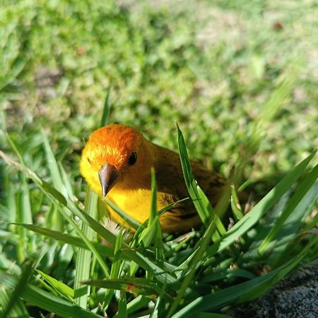 Pousada Toca Dos Coelhos Carrancas カランカス エクステリア 写真