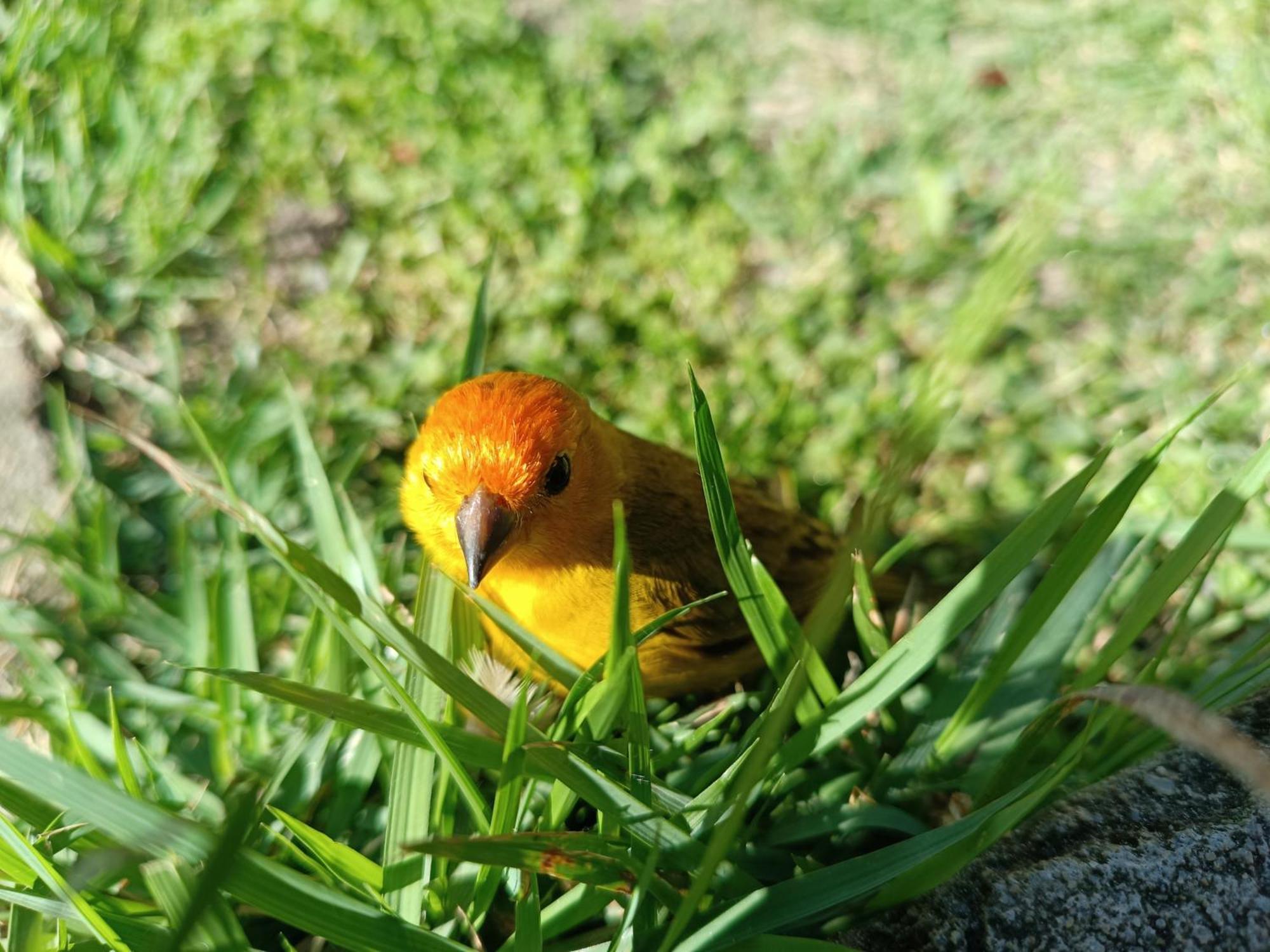 Pousada Toca Dos Coelhos Carrancas カランカス エクステリア 写真